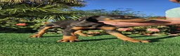 Dobermann perros en venta: Disponible Doberman de Calidad  - Anuncio 9