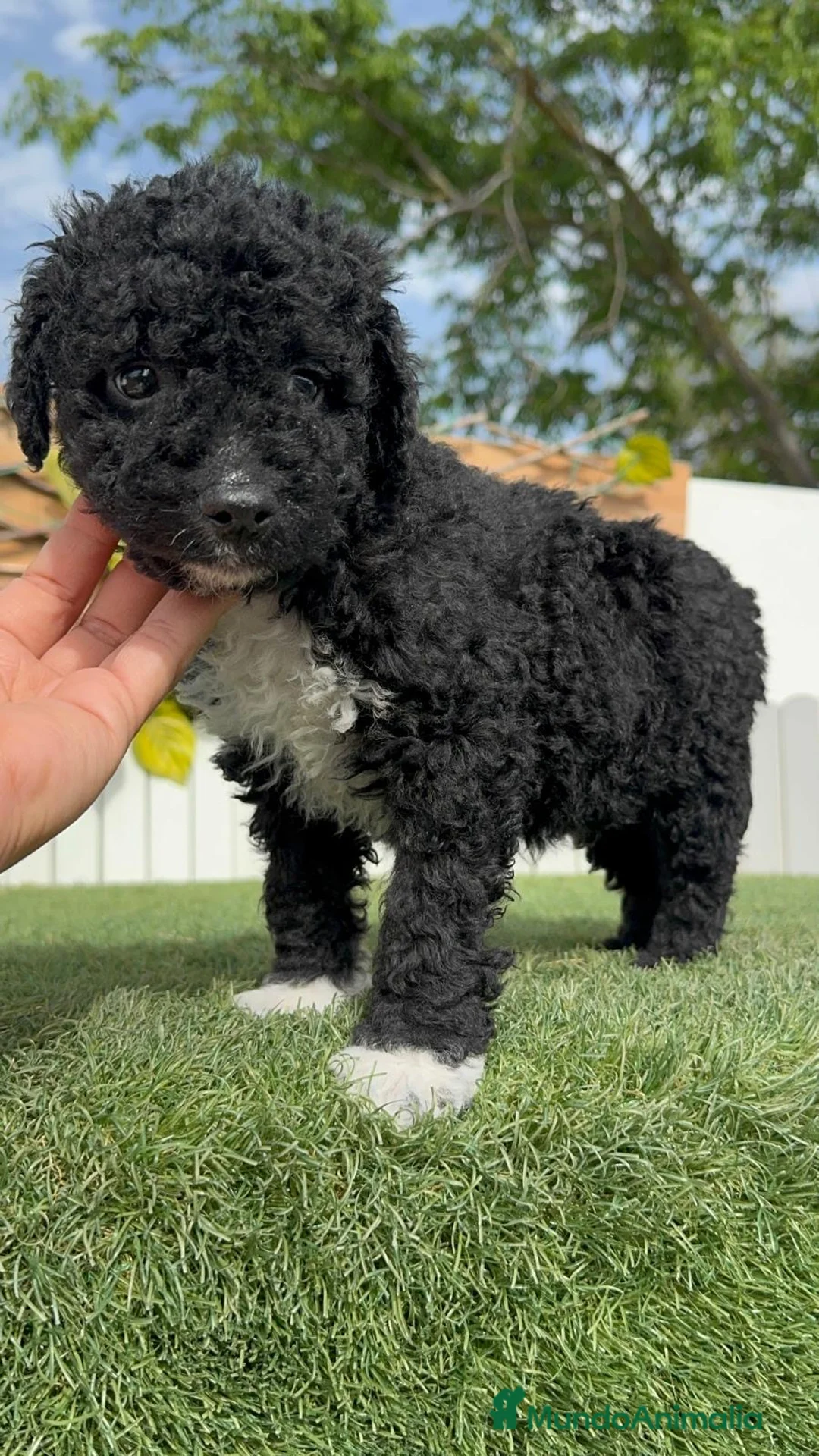 Perro de Agua Español perros en venta: PERRO DE AGUA  - Anuncio 2