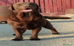 Labrador Retriever perros en venta: Labrador chocolate  - Imagen 1