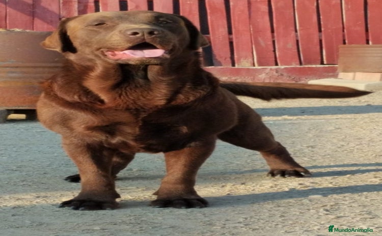 Labrador Retriever perros - Anuncio 14