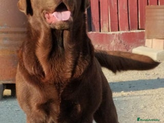 Labrador Retriever perros - Anuncio 4
