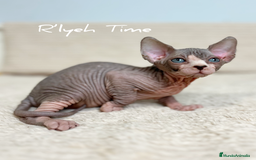 Sphynx gatos en venta: Sphynx  - Imagen 4