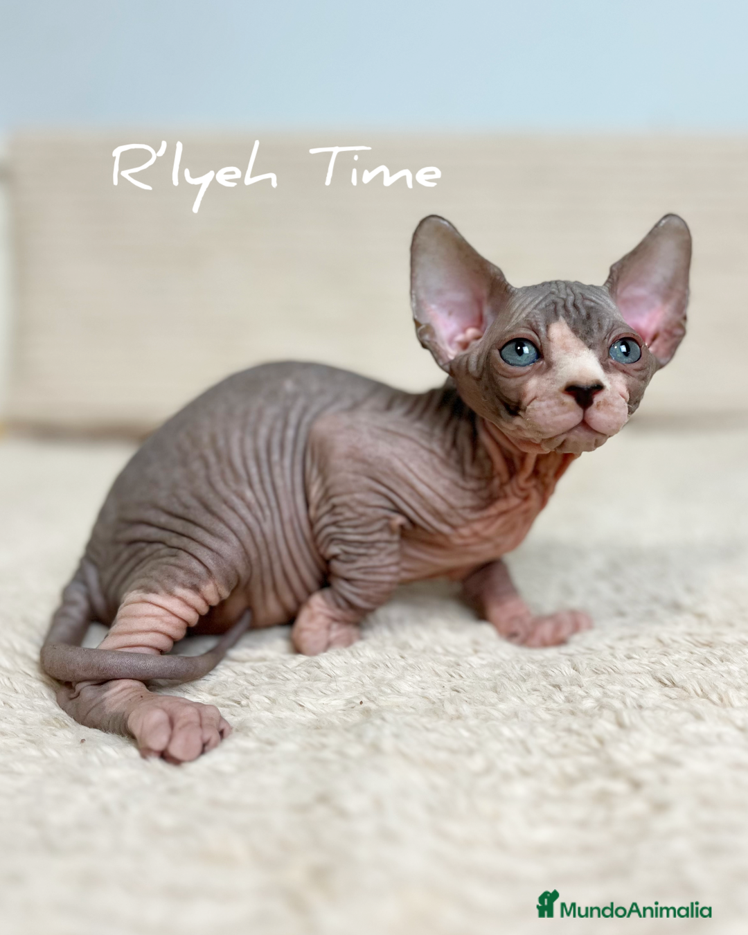 Sphynx gatos en venta: Sphynx  - Imagen 4