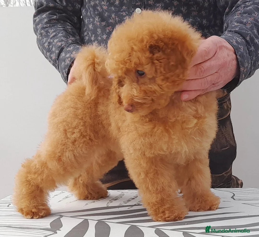 Caniche Enano perros en venta: Cachorros de Caniche Enano Leonado - Anuncio 1