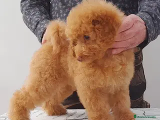 Caniche Enano perros Cachorros de Caniche Enano Leonado - Anuncio 2