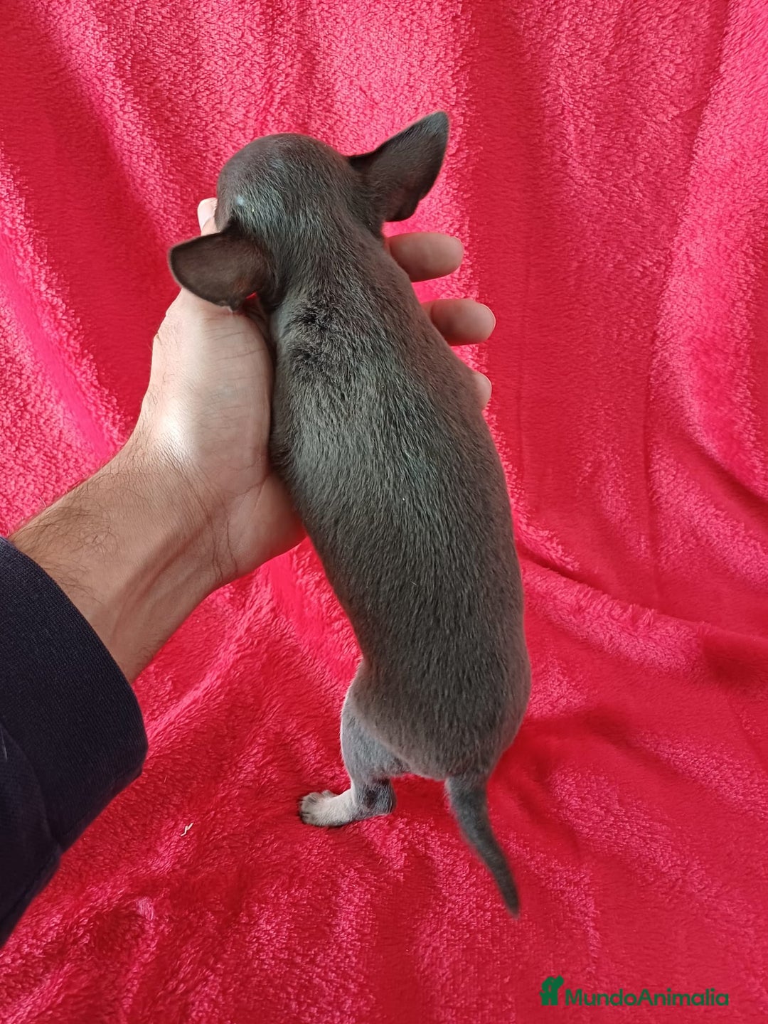 Chihuahua perros en venta: Chihuahua Mini Blue - Anuncio 3