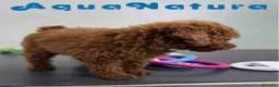 Caniche Toy perros en venta: Caniche Macho 1917 AQUANATURA - Anuncio 8