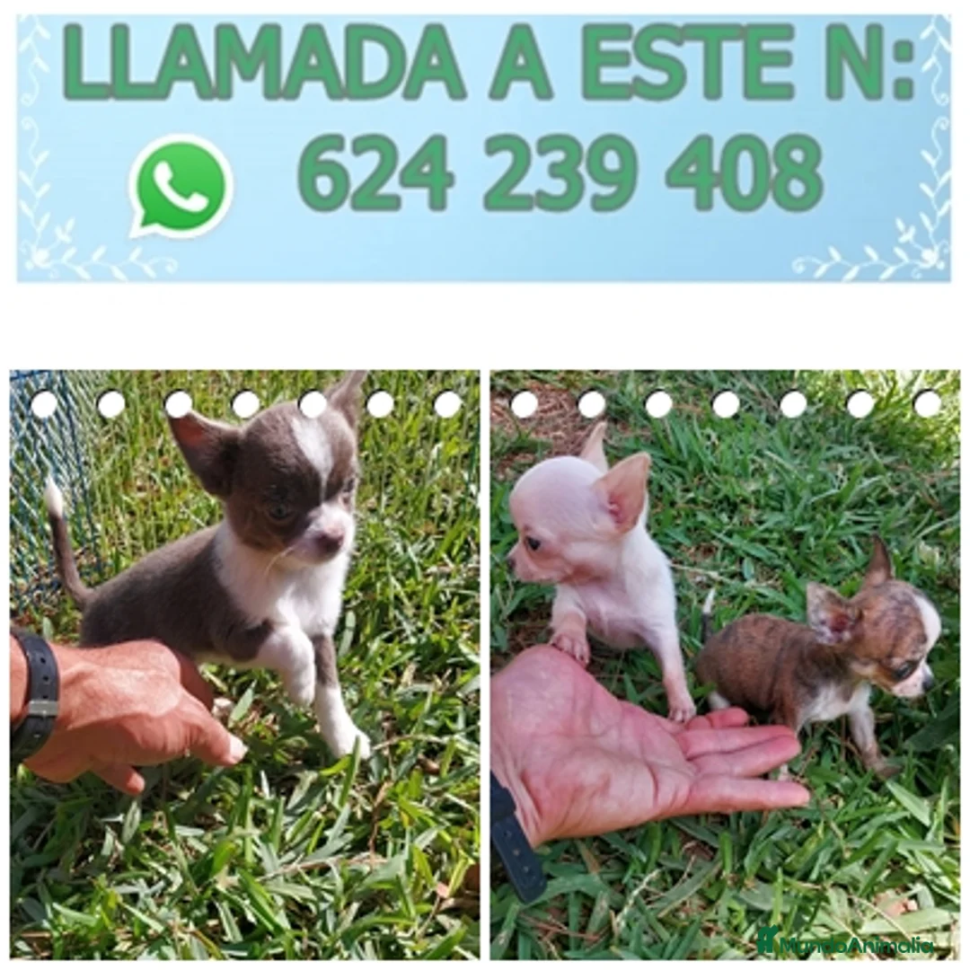 Chihuahua perros en venta: chihuahuas linea Ruso - Anuncio 6