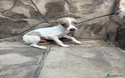 Whippet perros en venta: Whippet  - Imagen 24