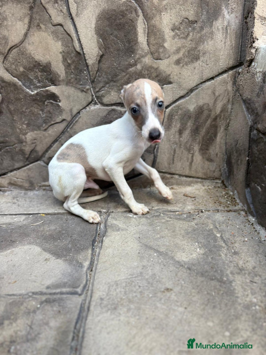 Whippet perros en venta: Whippet  - Imagen 24