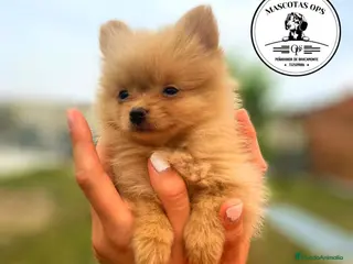Pomerania perros Pomerania ¡PRECIO REAL! - Anuncio 12