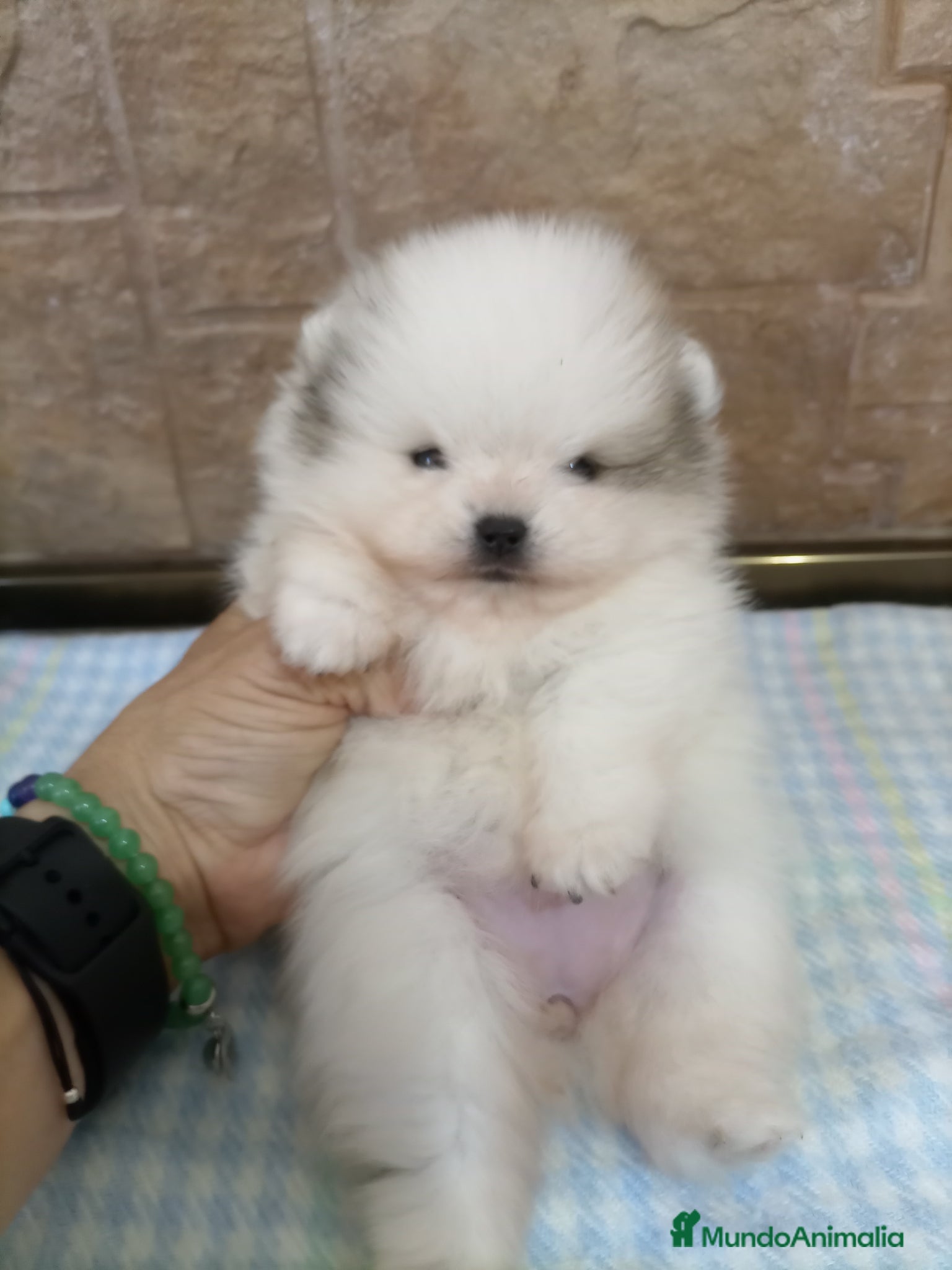 Pomerania perros Pequeñita Lulu pomerania TOY - Anuncio 3