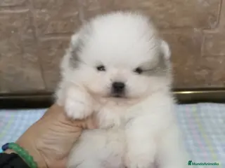 Pomerania perros Pequeñita Lulu pomerania TOY - Anuncio 2