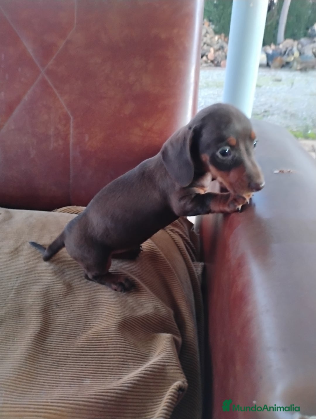 Teckel Miniatura perros en venta: Cachorra teckel chocolate miniatura  - Anuncio 3