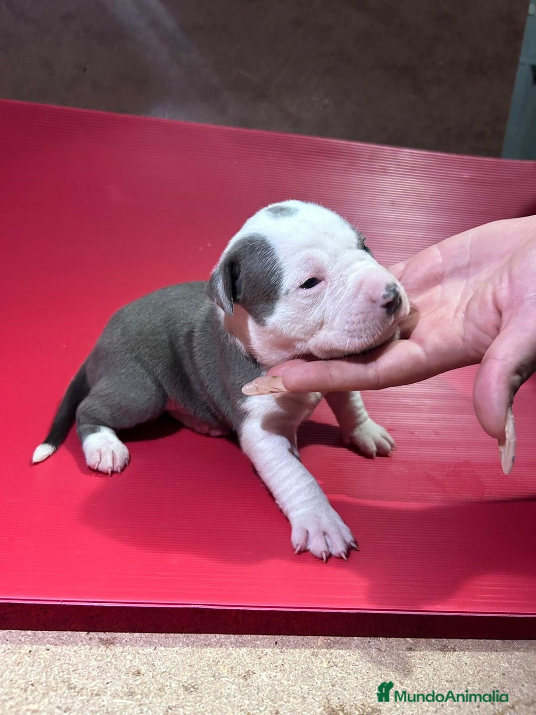 American Pit Bull Terrier perros en venta: camada American Pitbull Terrier  - Imagen 12