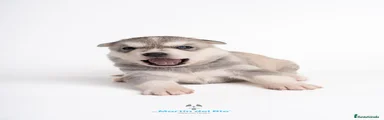 Husky Siberiano Cachorro 1