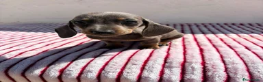 Teckel 1