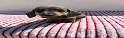 Teckel perros en venta: Teckel Kaninchen Isabela - Anuncio 8