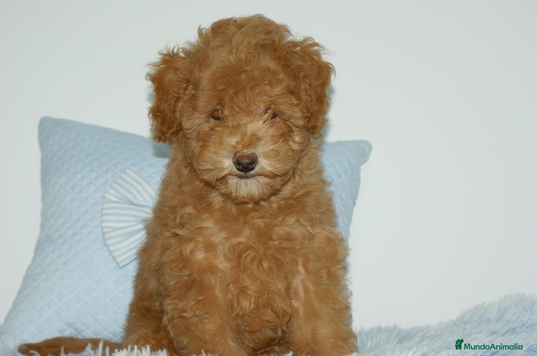 Caniche Toy perros en venta: CANICHE TOY ROJO - Anuncio 3