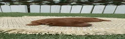 Caniche Toy perros en venta: CANICHE TOY - Anuncio 6