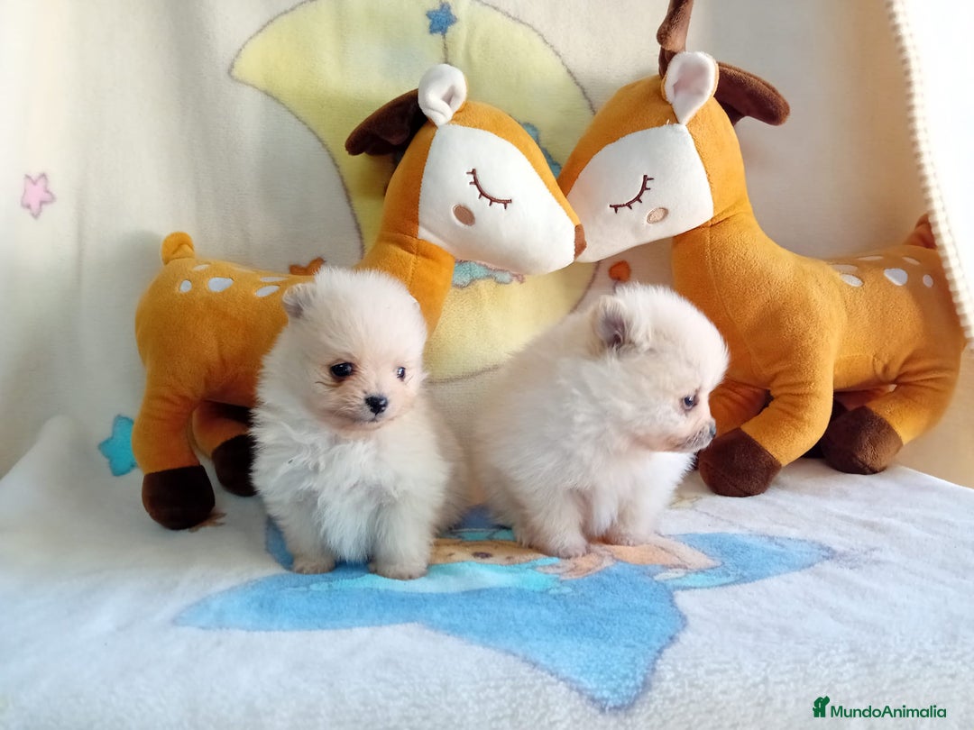 Pomerania perros en venta: Lulú de pomerania precio real - Anuncio 17