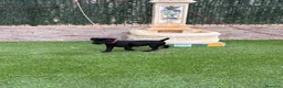 Jack Russell Terrier perros en venta: Cachorra parterdale - Anuncio 6