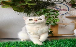Británico de Pelo Corto gatos en venta: British shorthair  - Imagen 2