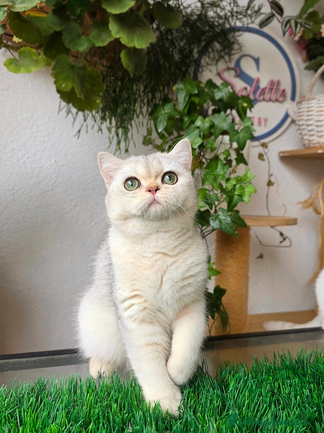 Británico de Pelo Corto gatos en venta: British shorthair  - Imagen 2