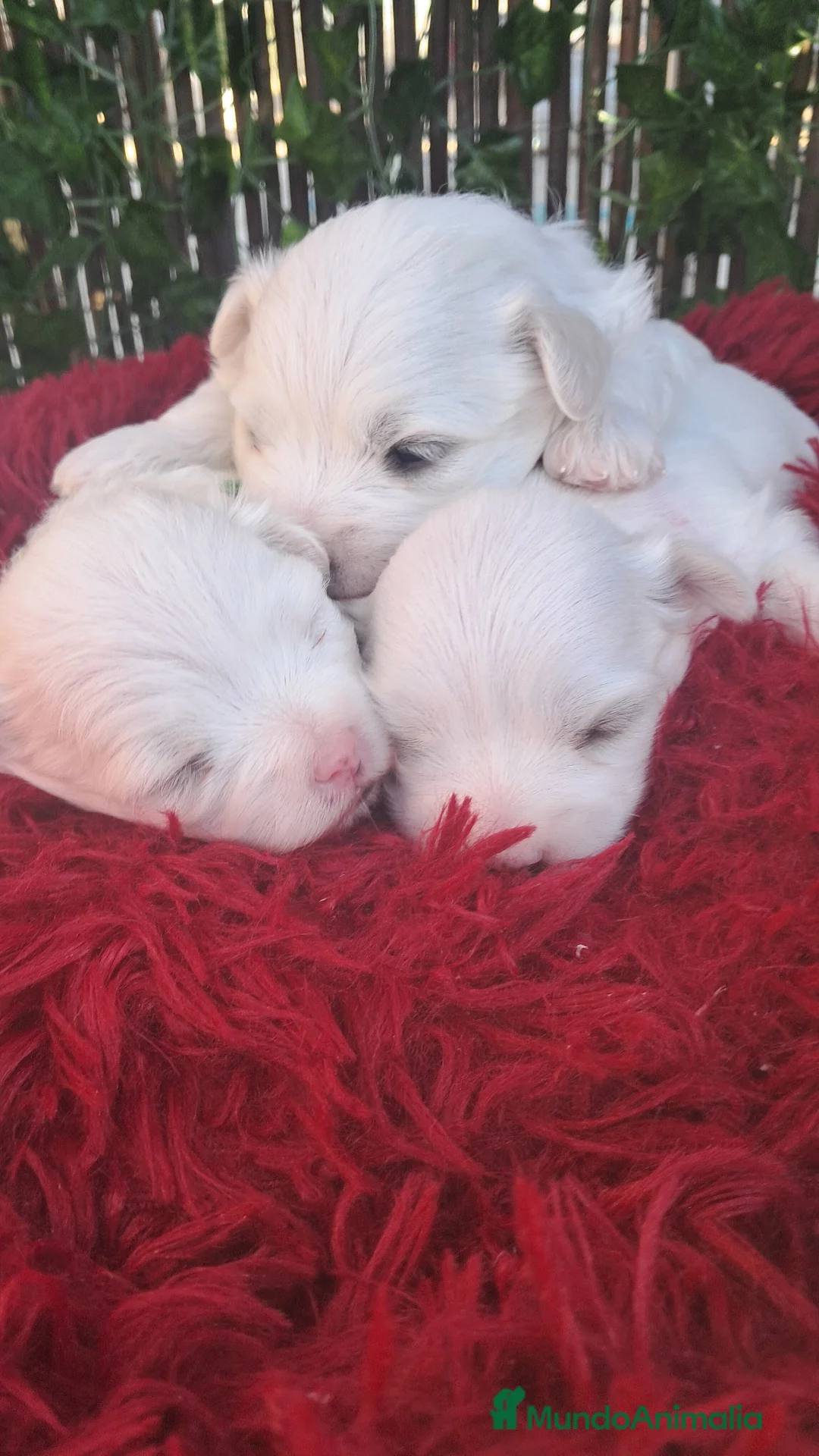 Bichón Maltés perros en venta: Bebés Bichon Maltés  - Anuncio 5