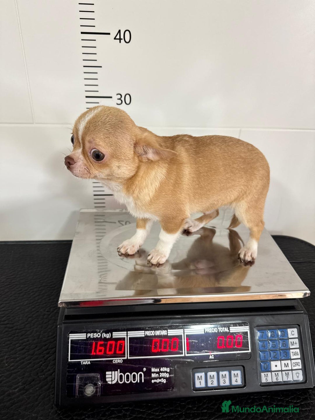 Chihuahua perros en venta: CHIHUAHUA MACHO ADULTO - Anuncio 3