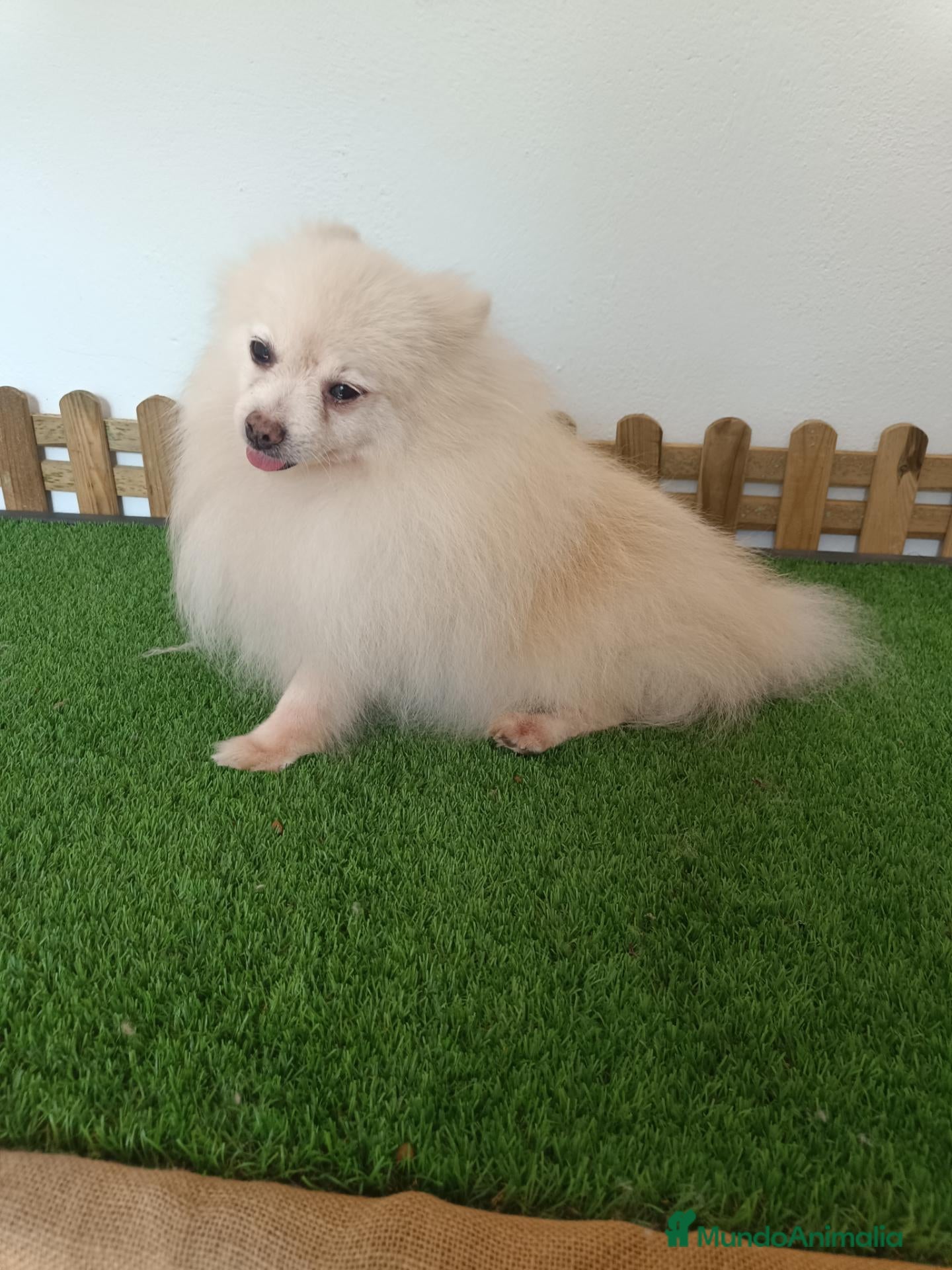 Pomerania perros Pomerania  - Anuncio 1