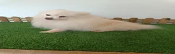 Pomerania perros en venta: Pomerania  - Anuncio 1