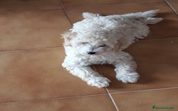 Caniche Enano perros en venta: ÚLTIMA HEMBRA CANICHE - Imagen 5