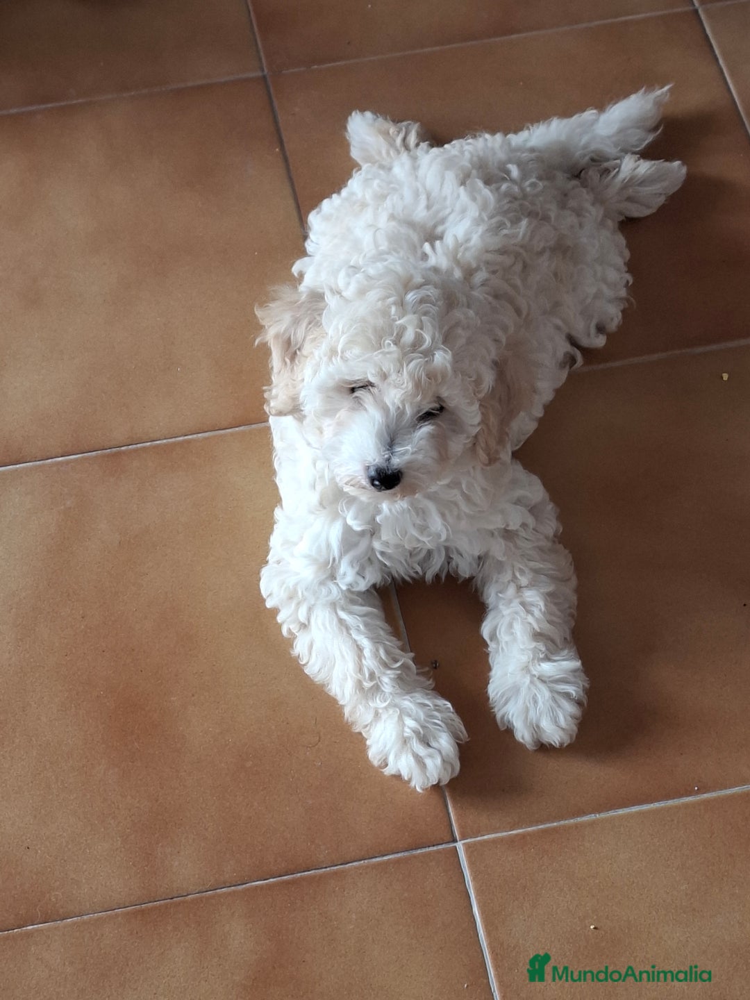 Caniche Enano perros en venta: ÚLTIMA HEMBRA CANICHE - Imagen 5