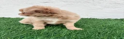 Chihuahua perros en venta: Chihuahua  - Anuncio 8