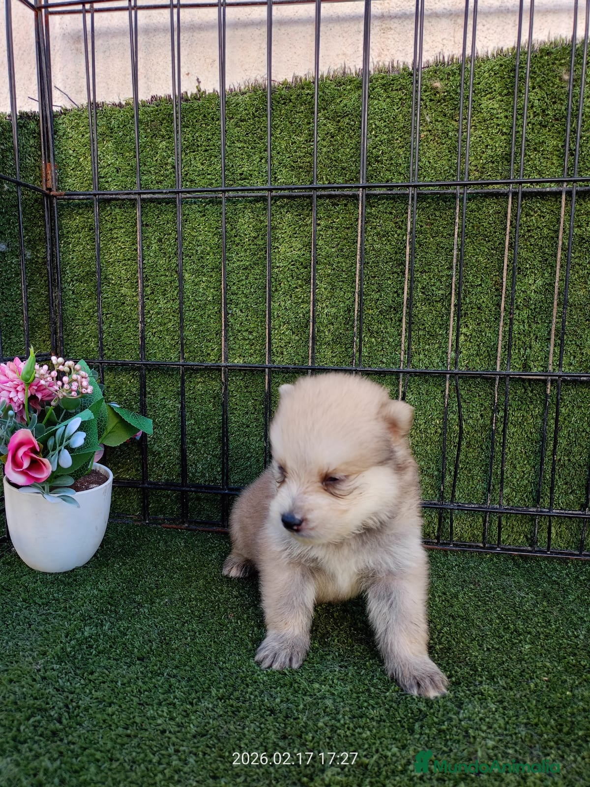 Pomsky perros POMSKY - Anuncio 2