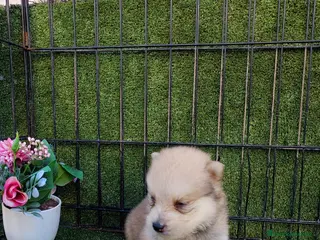 Pomsky perros POMSKY - Anuncio 2