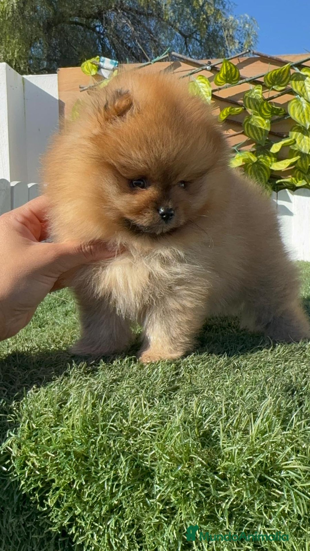Pomerania perros en venta: POMERANIA HEMBRA CARA DE OSO - Anuncio 17