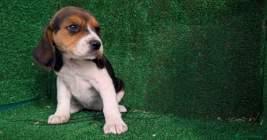 Beagle perros en venta: Beagle - Anuncio 10