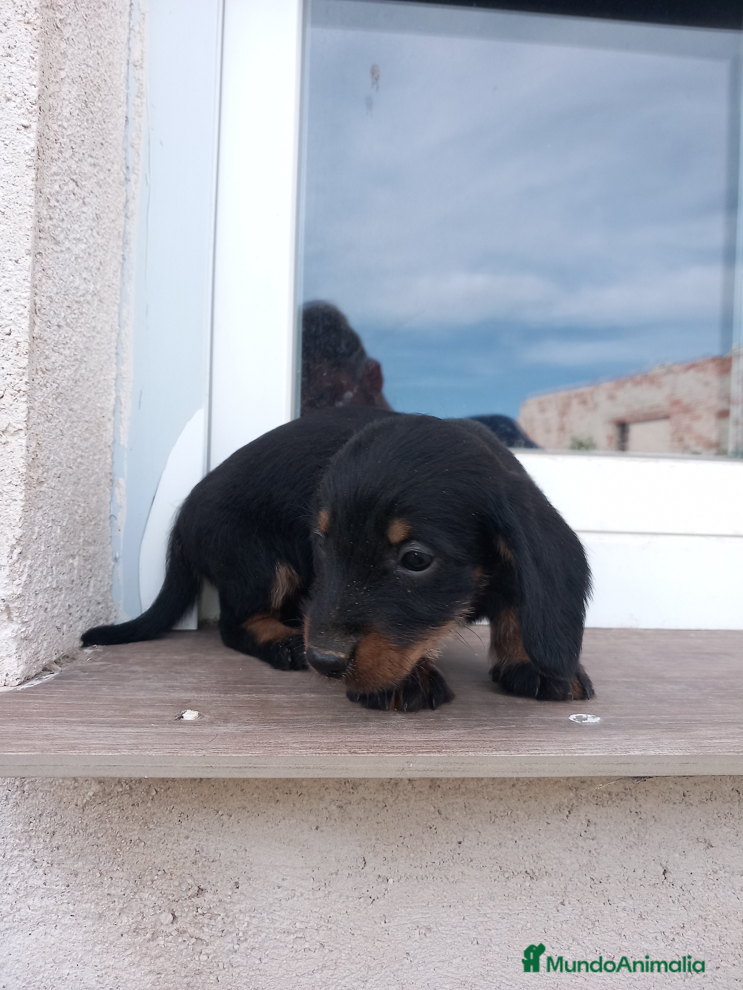 Teckel perros Teckel pelo largo ¡¡PRECIO REAL!! en Salamanca - Anuncio 2