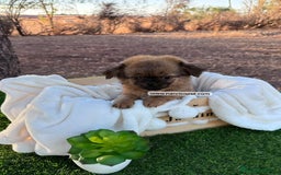 Chihuahua perros en venta: CHIHUAHUA PELO LARGO LINEA RUSA - Imagen 4