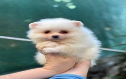 Pomerania perros en venta: Pomerania línea rusa  - Anuncio 2