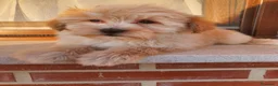 Maltipoo perros en venta: Maltipoo cachorro macho - Anuncio 11