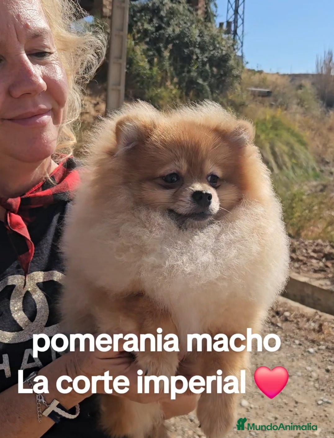 Pomerania perros Pomerania - Anuncio 1