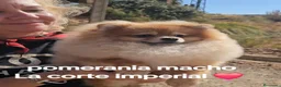 Pomerania perros en venta: Pomerania - Anuncio 1