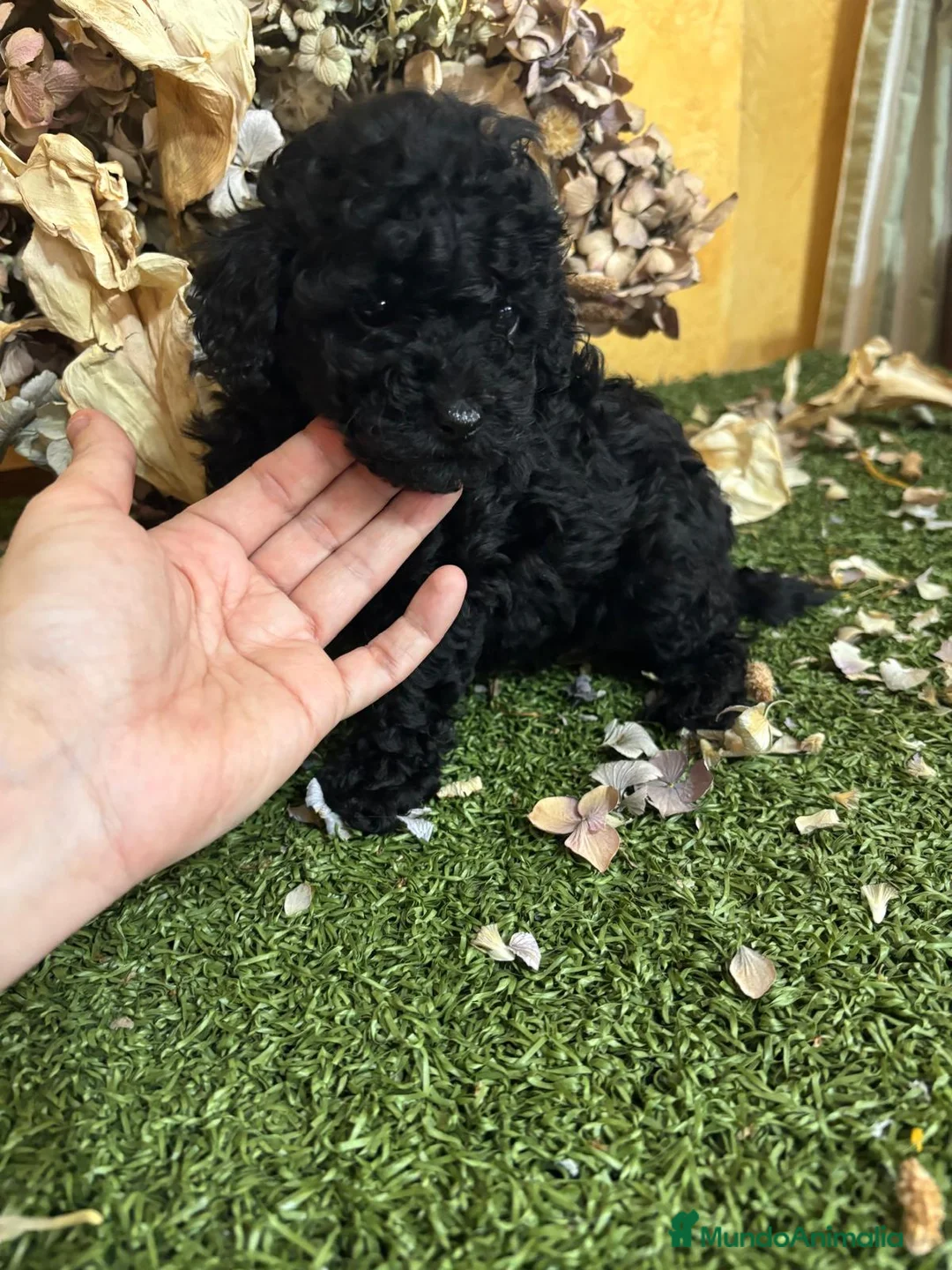 Caniche Toy perros en venta: Caniche Toy en color negro hembra!! - Anuncio 2