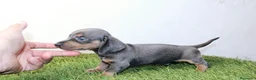 Teckel Miniatura perros en venta: Teckels Miniatura#Calidad, seriedad y seguimiento - Anuncio 27