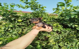 Pinscher Miniatura perros en venta: Mini pincher toy  - Imagen 5