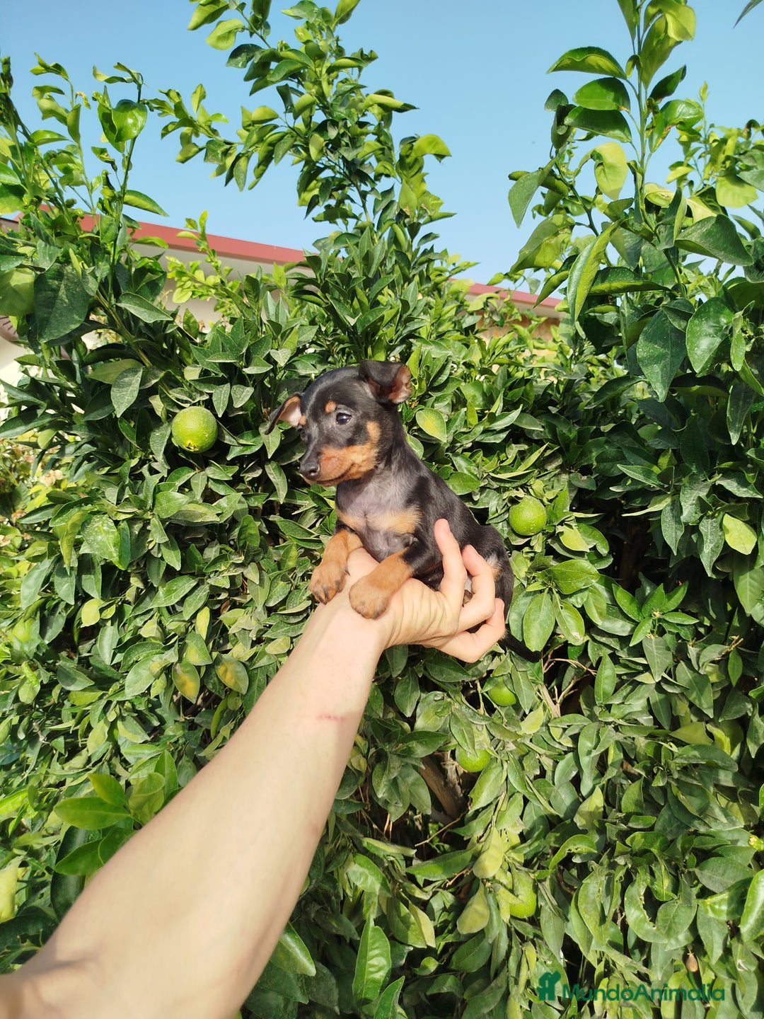 Pinscher Miniatura perros en venta: Mini pincher toy  - Imagen 5