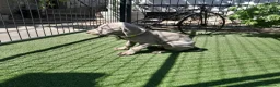 Weimaraner perros en venta: BRACO DE WEIMAR - Anuncio 14